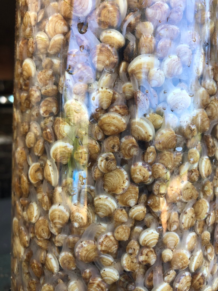Juvenile clams raised on site