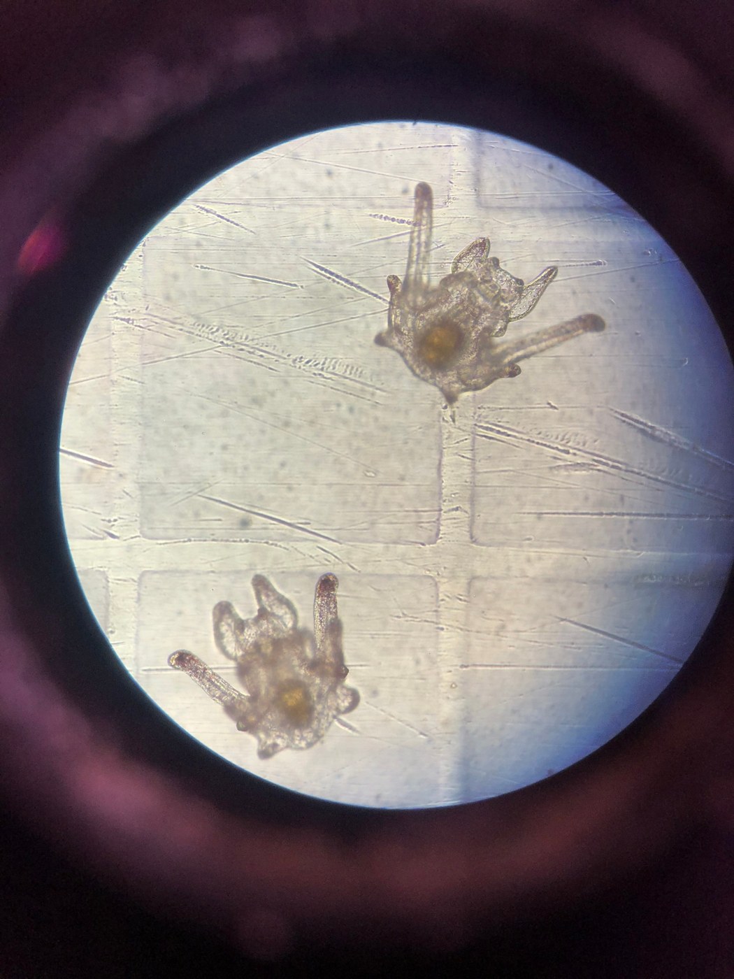 Microscopic organisms under observation