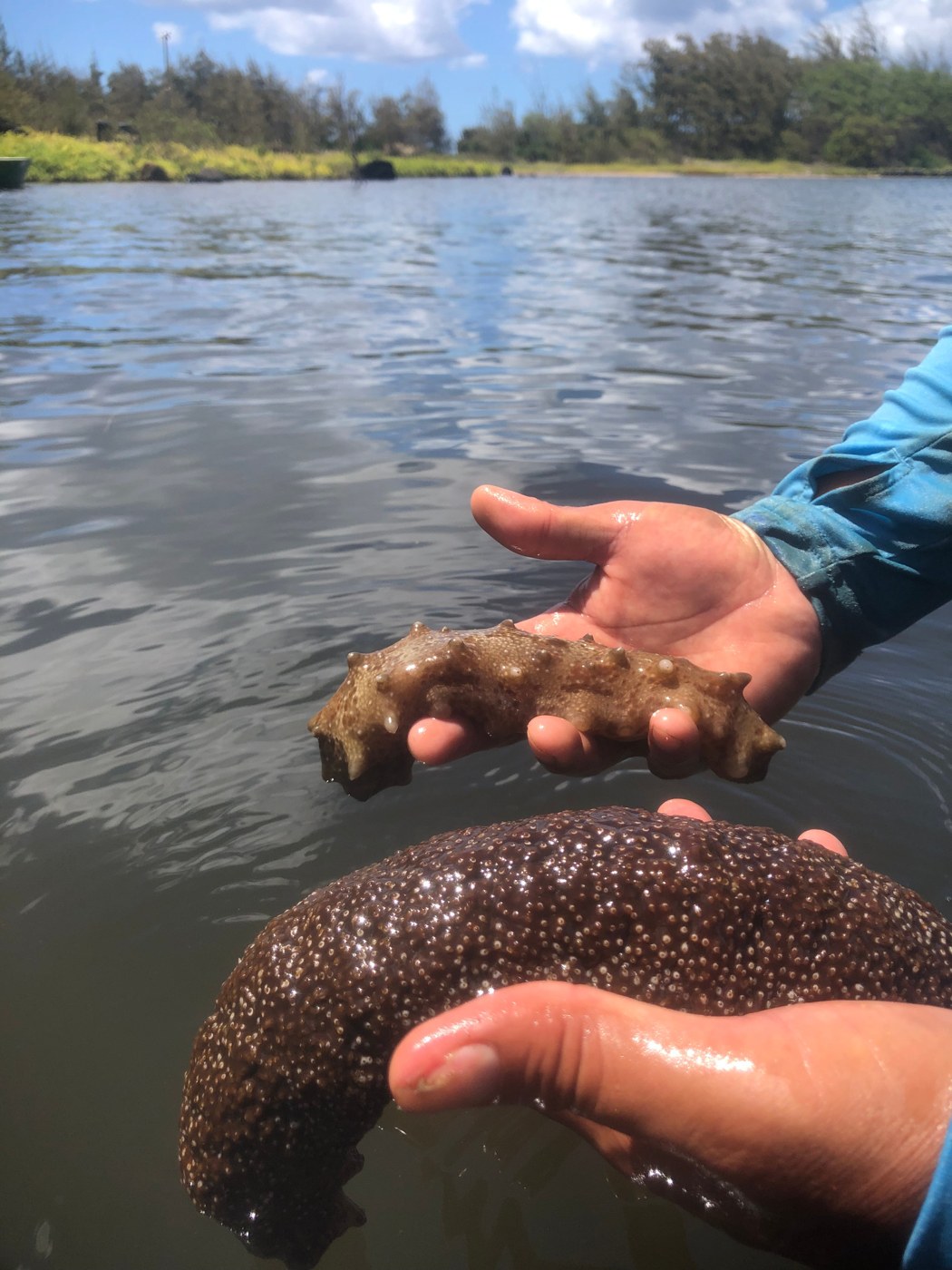 Sea cucumbers held above the fishpond water