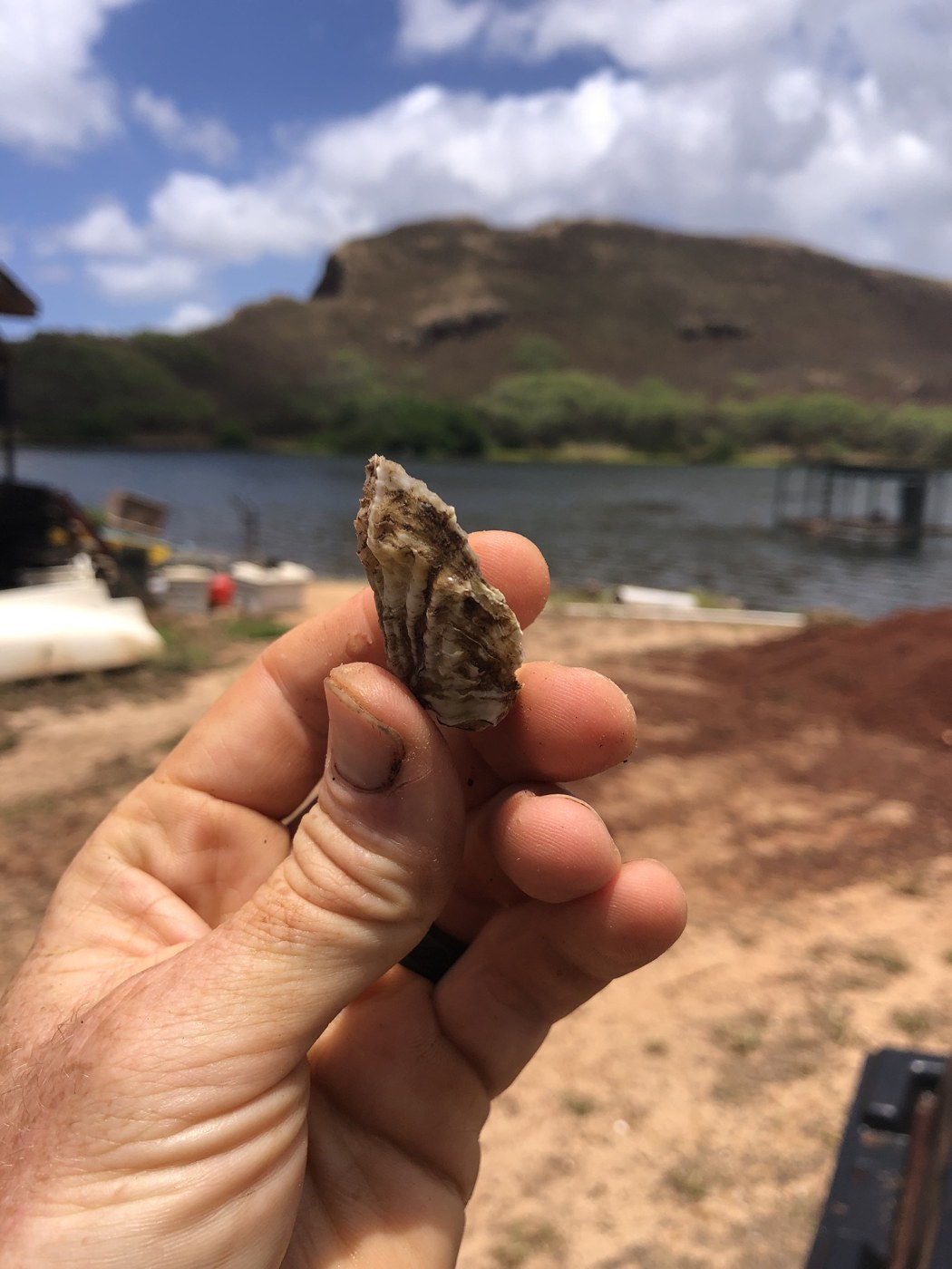 Shellfish specimen at Nōmilu Fishpond