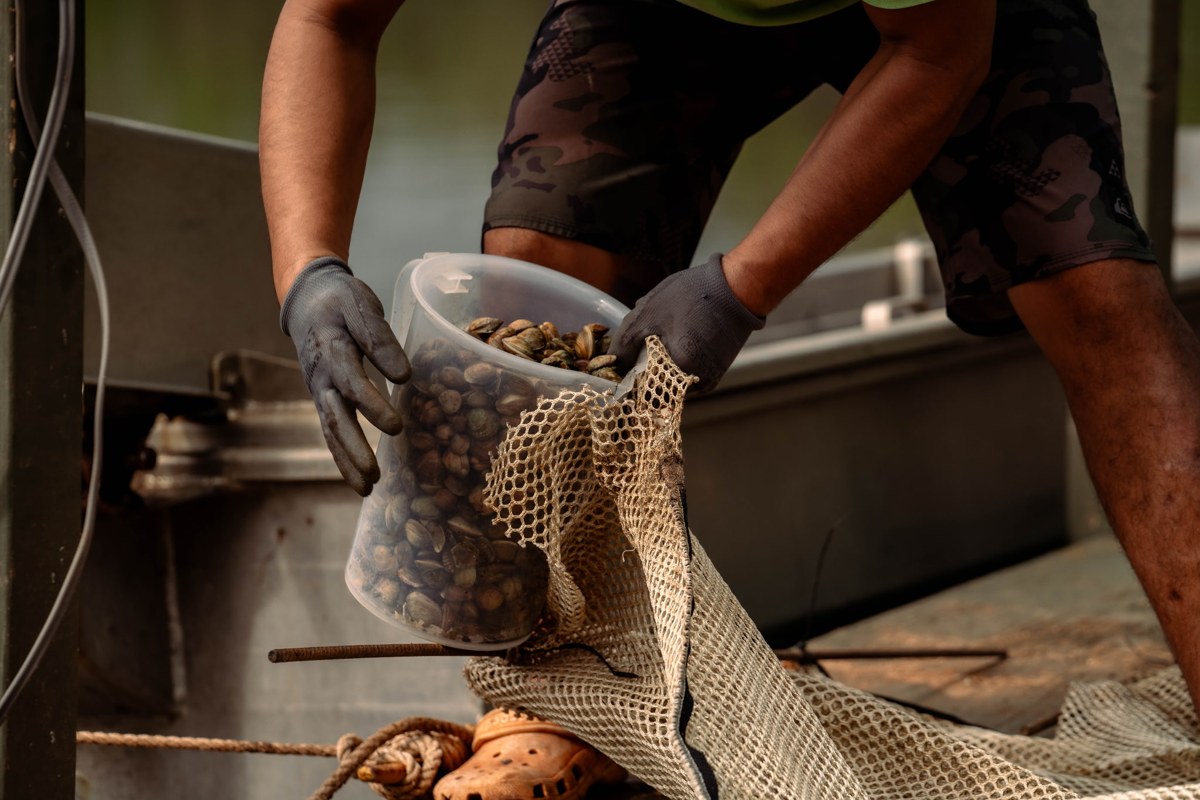Clams being loaded into a mesh bag