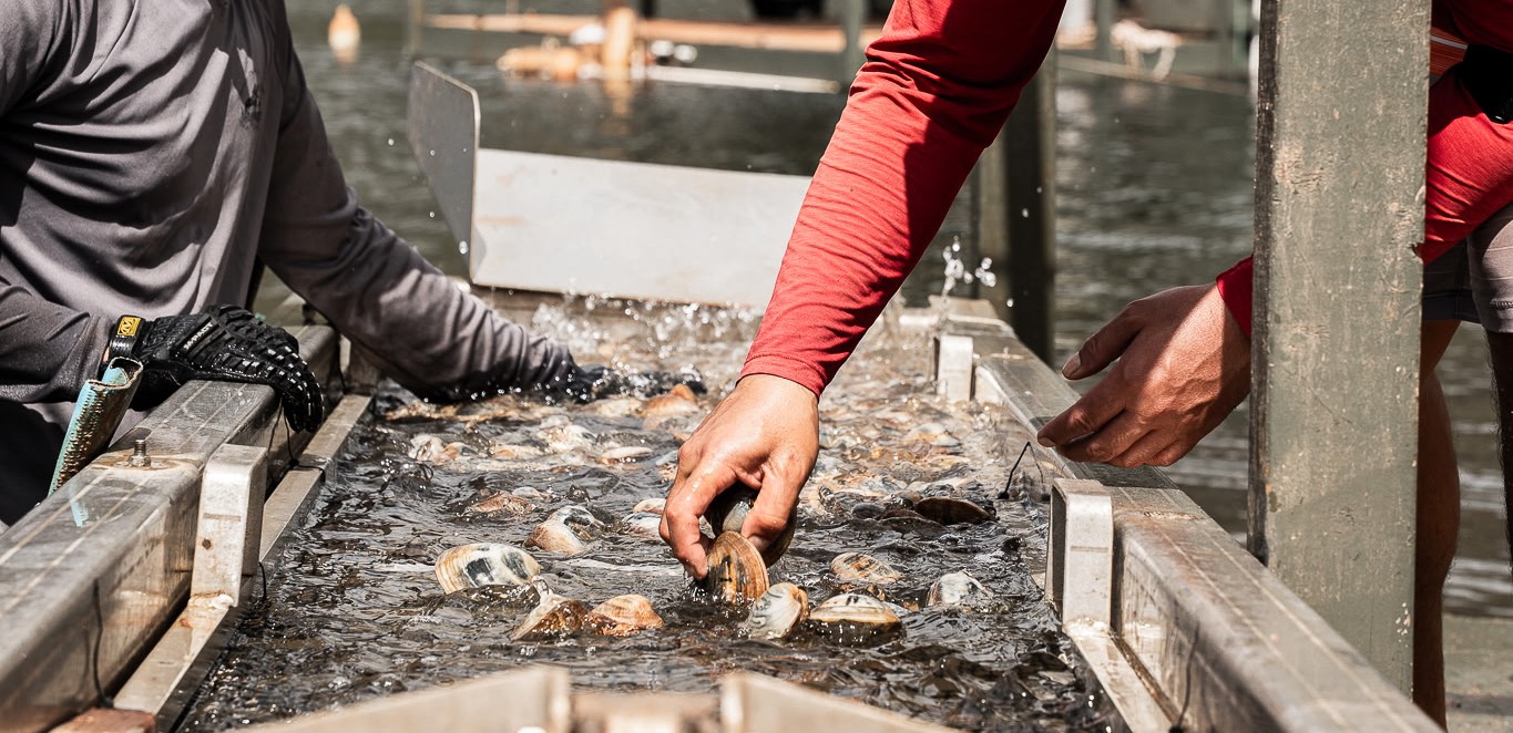Kauaʻi Sea Farm workers sorting clams in flowing water